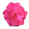 Laurier Rose Double Roseum Plenum - Nerium Oleander -MAO PLANTES Magasin Laurier rose Roseum Plenum 87052 1