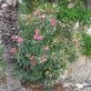 Laurier Rose Variegata - Nerium Oleander -MAO PLANTES Magasin Laurier rose Variegata 87059 1