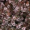 Leptospermum Nanum Tui - Arbre à Thé -MAO PLANTES Magasin Leptospermum Nanum Tui 82926 1
