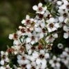 Leptospermum Scoparium Blanc -MAO PLANTES Magasin Leptospermum scoparium Blanc 83356 2