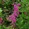 Lespedeza Thunbergii -MAO PLANTES Magasin Lespedeza thunbergii ld peganum 9595 1