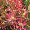 Leucadendron Cheeky -MAO PLANTES Magasin Leucadendron Cheeky IF 16676 1