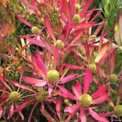 Leucadendron Cheeky