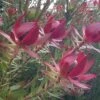 Leucadendron Devil's Blush -MAO PLANTES Magasin Leucadendron Devil s Blush 15353 1
