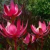Leucadendron Fireglow -MAO PLANTES Magasin Leucadendron Fireglow 83362 1
