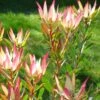 Leucadendron Jack Harre -MAO PLANTES Magasin Leucadendron Jack Harre 81324 1