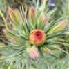 Leucadendron Jubilee Crown -MAO PLANTES Magasin Leucadendron Jubilee Crown 16678 1