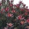Leucadendron Safari Sunset -MAO PLANTES Magasin Leucadendron Safari Sunset 83363 1