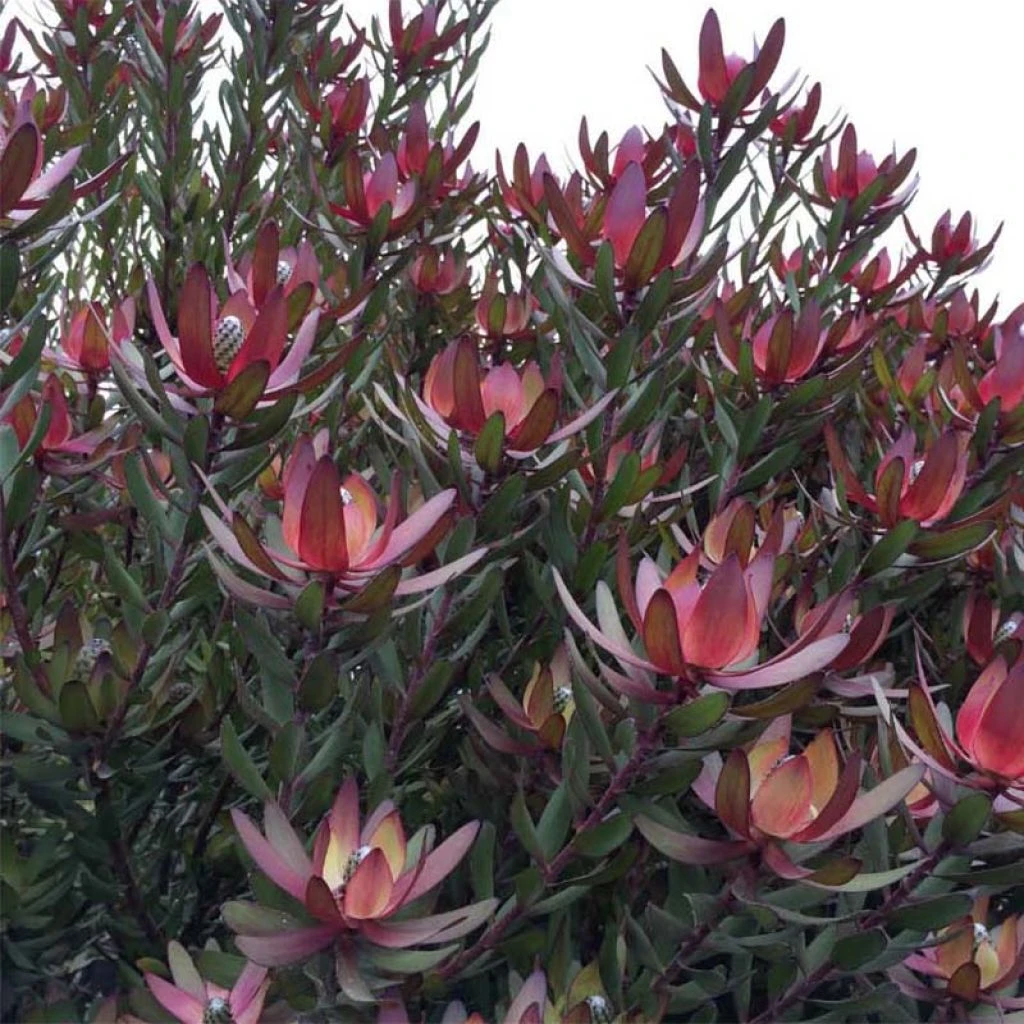 Leucadendron Safari Sunset 3 Leucadendron Safari Sunset