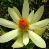 Leucadendron Summer Sun -MAO PLANTES Magasin Leucadendron Summer Sun 89607 1