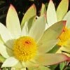 Leucadendron Sundance -MAO PLANTES Magasin Leucadendron Sundance 83364 1