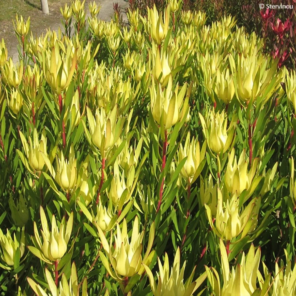 Leucadendron Inca Gold 3 Leucadendron Inca Gold