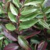 Leucothoe Fontanesiana Rainbow -MAO PLANTES Magasin Leucothoe Fontanesiana Rainbow 7884 1