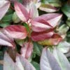 Leucothoe Fontanesiana Zebonard - Leucothoe Walteri Zebonard -MAO PLANTES Magasin Leucothoe Lovita Zebonard 88602 1