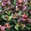 Leucothoe Axillaris Curly Red -MAO PLANTES Magasin Leucothoe axillaris Curly Red 781634 1