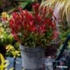Leucothoe Fontanesiana Little Flames 1 Leucothoe Fontanesiana Little Flames -MAO PLANTES Magasin Leucothoe fontanesiana Little Flames 89655 1