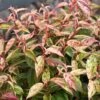 Leucothoe Fontanesiana Makijaz -MAO PLANTES Magasin Leucothoe fontanesiana Makijaz 79035 1