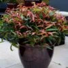 Leucothoe Keiskei Burning Love 1 Leucothoe Keiskei Burning Love -MAO PLANTES Magasin Leucothoe keiskei Burning Love 84127 3 1