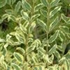 Ligustrum Ibota Musli - Troène