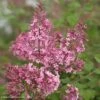 Lilas Bloomerang Pink Perfume - Syringa Nain Hybride Remontant -MAO PLANTES Magasin Lilas Bloomerang Pink Perfume 82573 1