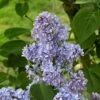 Lilas - Syringa Vulgaris Capitaine Baltet -MAO PLANTES Magasin Lilas Capitaine Baltet Syringa vulgaris 82627 1