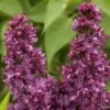 Lilas - Syringa Vulgaris Charles Joly -MAO PLANTES Magasin Lilas Charles Joly 0567 1
