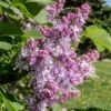 Lilas Commun - Syringa Vulgaris Kindy Rose -MAO PLANTES Magasin Lilas commun Syringa vulgaris Kindy Rose copyright 1008732 1