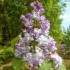 Lilas Commun - Syringa Vulgaris Konchalovskii -MAO PLANTES Magasin Lilas commun Syringa vulgaris Konchalovskii LD 1008742 1