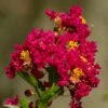 Lilas Des Indes - Lagerstroemia Indica Caroline Beauty -MAO PLANTES Magasin Lilas des Indes Lagerstroemia indica Caroline Beauty copyright 1006911 1