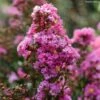 Lilas Des Indes - Lagerstroemia Indica Enduring Lavender 2 Lilas Des Indes - Lagerstroemia Indica Enduring Lavender -MAO PLANTES Magasin Lilas des Indes Lagerstroemia indica Enduring Lavender copyright 1006941 1