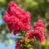 Lilas Des Indes - Lagerstroemia Indica Enduring Red -MAO PLANTES Magasin Lilas des Indes Lagerstroemia indica Enduring Red copyright 1006932 1