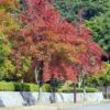 Liquidambar Formosana - Copalme De Chine 2 Liquidambar Formosana - Copalme De Chine -MAO PLANTES Magasin Liquidambar formosana 100715 1