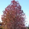 Liquidambar Styraciflua 2 Liquidambar Styraciflua -MAO PLANTES Magasin Liquidambar styraciflua 84135 1