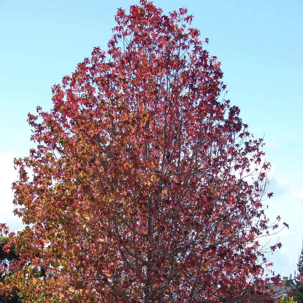 Liquidambar Styraciflua 3 Liquidambar Styraciflua