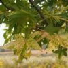 Liquidambar Styraciflua Aurea - Copalme D'Amérique -MAO PLANTES Magasin Liquidambar styraciflua Aurea 84137 1