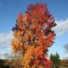 Liquidambar Styraciflua Golden Sun - Copalme D'Amérique -MAO PLANTES Magasin Liquidambar styraciflua Golden Sun 87894 1