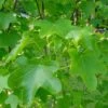 Liquidambar Styraciflua Rotundiloba - Copalme D'Amérique -MAO PLANTES Magasin Liquidambar styraciflua Rotundiloba 84139 1