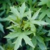 Liquidambar Styraciflua Worplesdon -MAO PLANTES Magasin Liquidambar styraciflua Worplesdon 787707 1