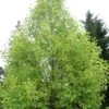 Liriodendron Tulipifera Aureomarginatum - Tulipier De Virginie 2 Liriodendron Tulipifera Aureomarginatum - Tulipier De Virginie -MAO PLANTES Magasin Liriodendron tulipifera Aureomarginatum 84141 1