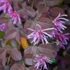 Loropetalum Chinense Pipa's Red -MAO PLANTES Magasin Loropetalum chinense Pipa s Red 83369 1
