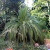Macrozamia Moorei - Cycas De Moore -MAO PLANTES Magasin Macrozamia moorei 89916 1
