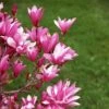 Magnolia Betty -MAO PLANTES Magasin Magnolia Betty 100267 1