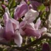 Magnolia George Henry Kern -MAO PLANTES Magasin Magnolia George Henry Kern 84150 1