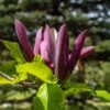 Magnolia Black Beauty -MAO PLANTES Magasin Magnolia brookl Black Beauty 84154 1