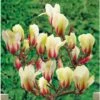 Magnolia Denudata Sunrise -MAO PLANTES Magasin Magnolia con Sunrise 16339 1