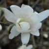 Magnolia Denudata Double Diamond - Magnolia Yulan 2 Magnolia Denudata Double Diamond - Magnolia Yulan -MAO PLANTES Magasin Magnolia denudata Double Diamond 781969 1