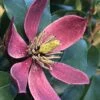 Magnolia Figo Stellar Ruby -MAO PLANTES Magasin Magnolia figo Stellar Ruby IF 19038 1