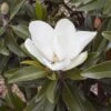 Magnolia Grandiflora Alta - -MAO PLANTES Magasin Magnolia grandiflora Alta 84161 1