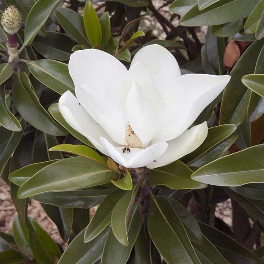 Magnolia Grandiflora Alta - 3 Magnolia Grandiflora Alta -
