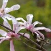Magnolia Loebneri Merrill -MAO PLANTES Magasin Magnolia loebneri Merrill 84167 1